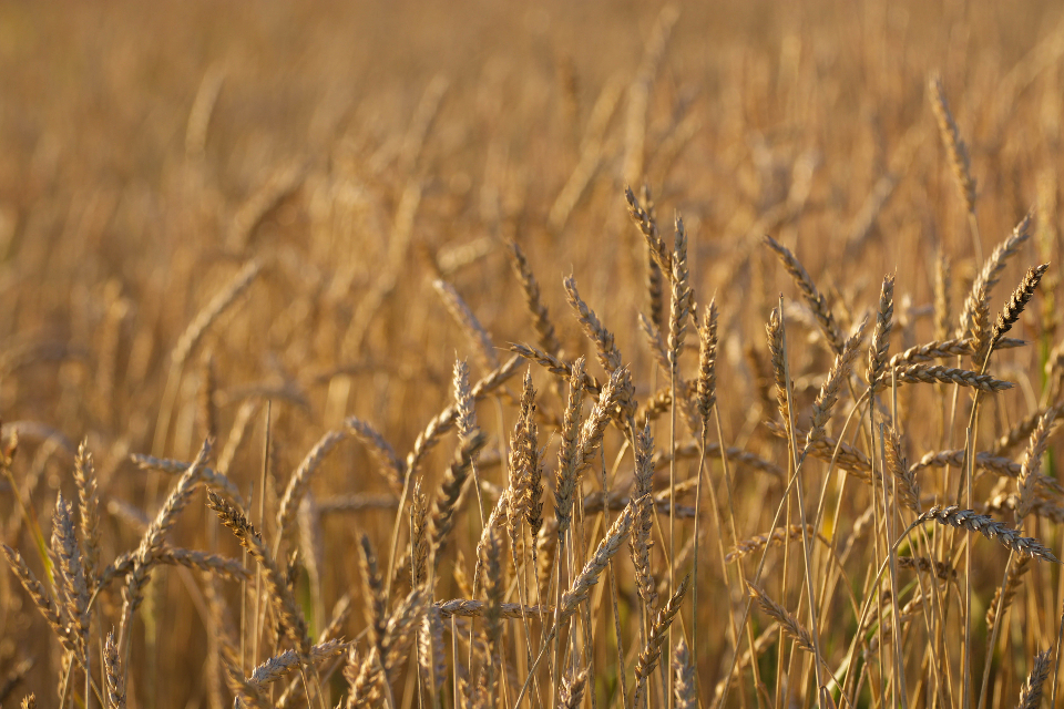 Bolt-On, Add-On, or Built-In: Why Commodity Processors Should Stop Running Trading and ERP as Two Systems